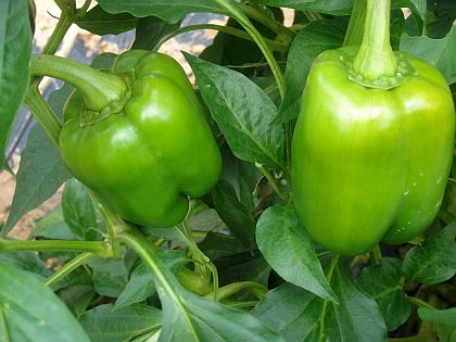 California Wonder Sweet Bell Pepper