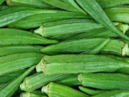 COWHORN OKRA