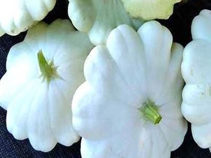 Early White Bush Scallop Squash