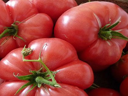 Kentucky Beefsteak Tomatoes Heirloom Variety