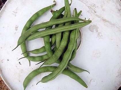 Myers Family Bean