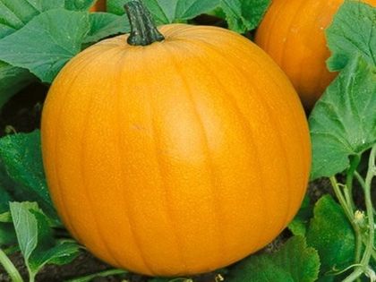 Jack O Lantern Pumpkin