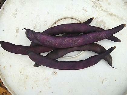 Purple Podded Pole