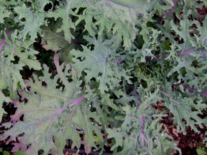 Red Russian Kale