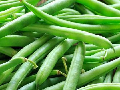 Tendergreen Bush Bean