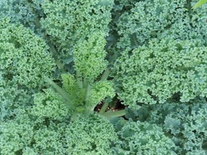 Vates Blue Curled Kale