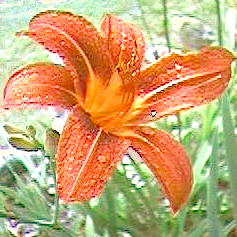 Native Daylily